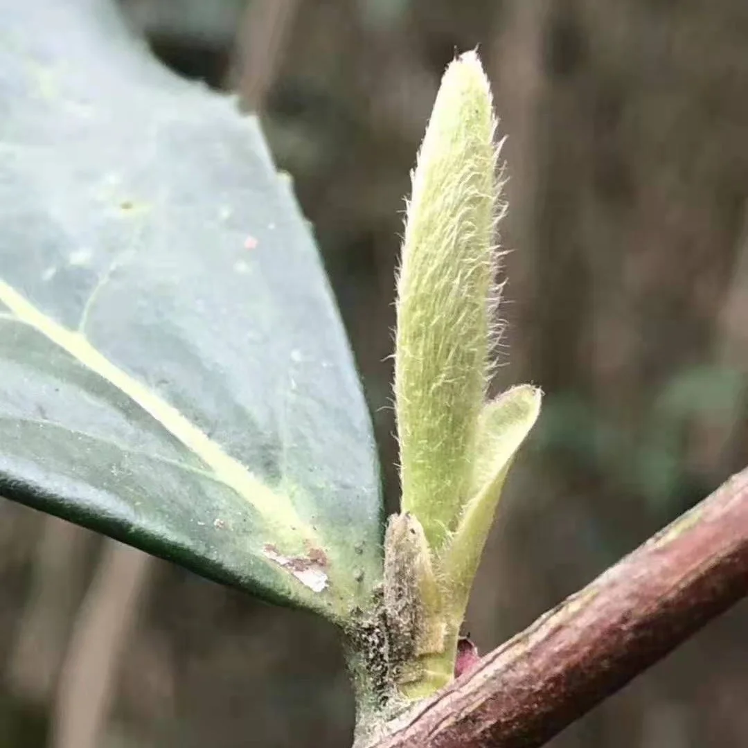 2021 Bai Hao Yin Zhen White Loose leaf tea silver needle for wholesales