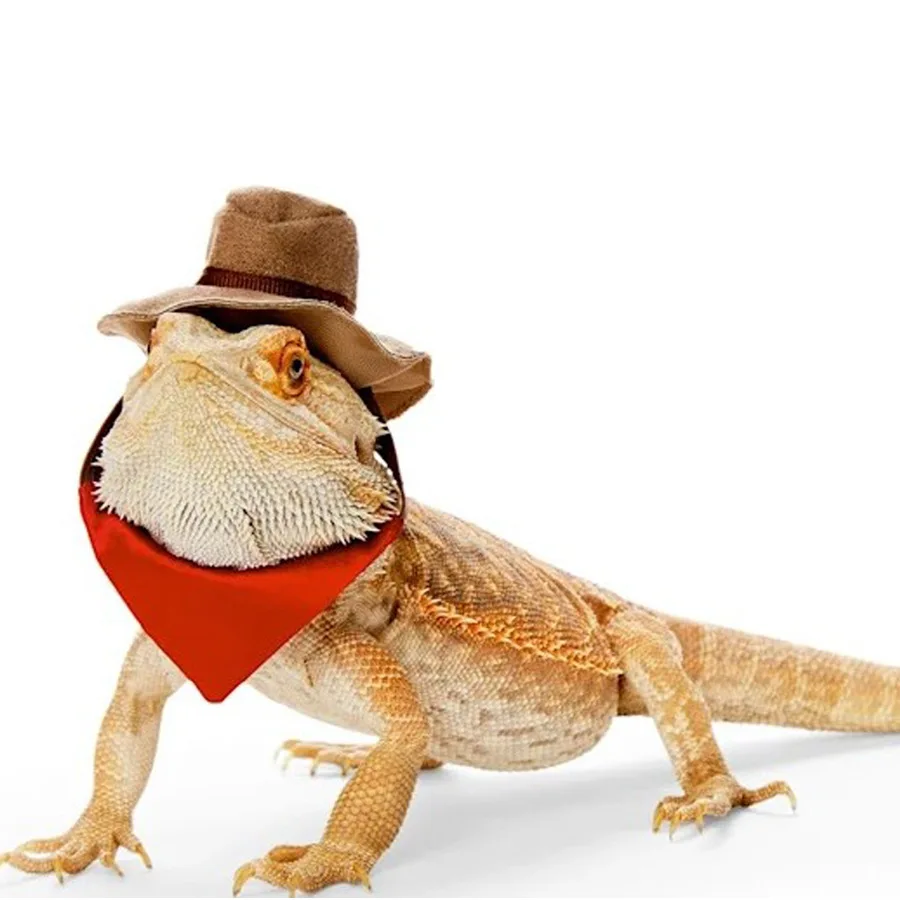Bearded Dragon Cowboy Hat and Bandana Lizard Reptile Costume lizard transformation outfit funny  hat scarf amphibians gecko