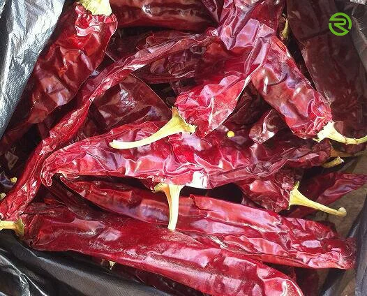 
Export Chinese high quality natural dried red chili pepper 