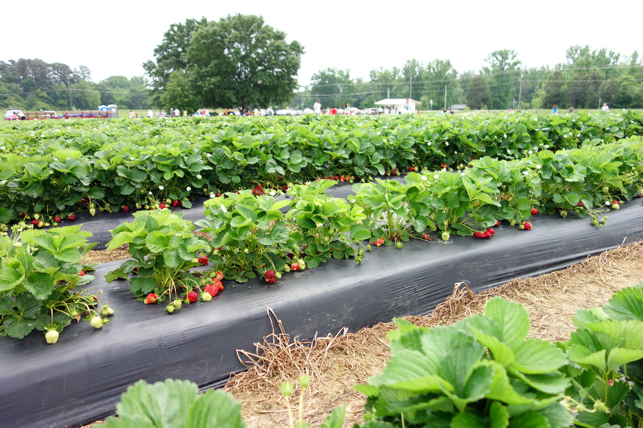 Hongde Agricultural Black PE Polyethylene Plastic Mulch Film Roll Soft HDPE Masking Type plastic products Plants control cover