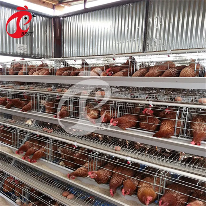 Лидер продаж клетка для кур hebei broiler 5 ярусов 200 птиц несущих автоматическая оптовых
