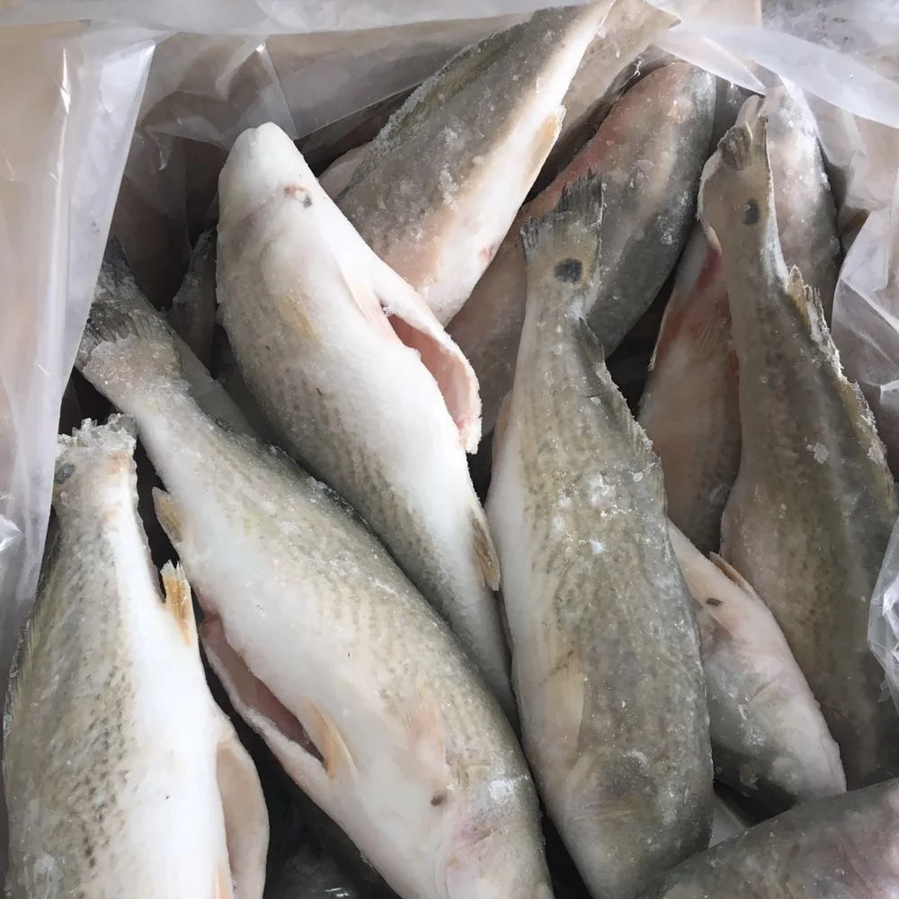 Frozen Red Drum Fillet skin on