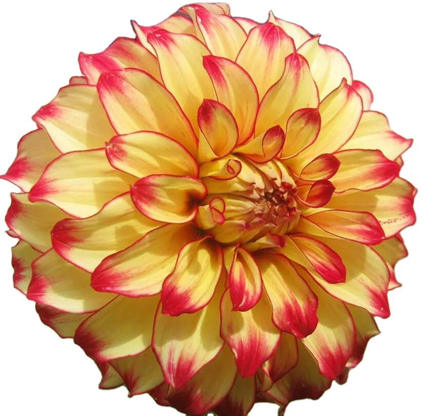 Китай, оптовая продажа, семена Далии смешанных цветов для сушеных овощей