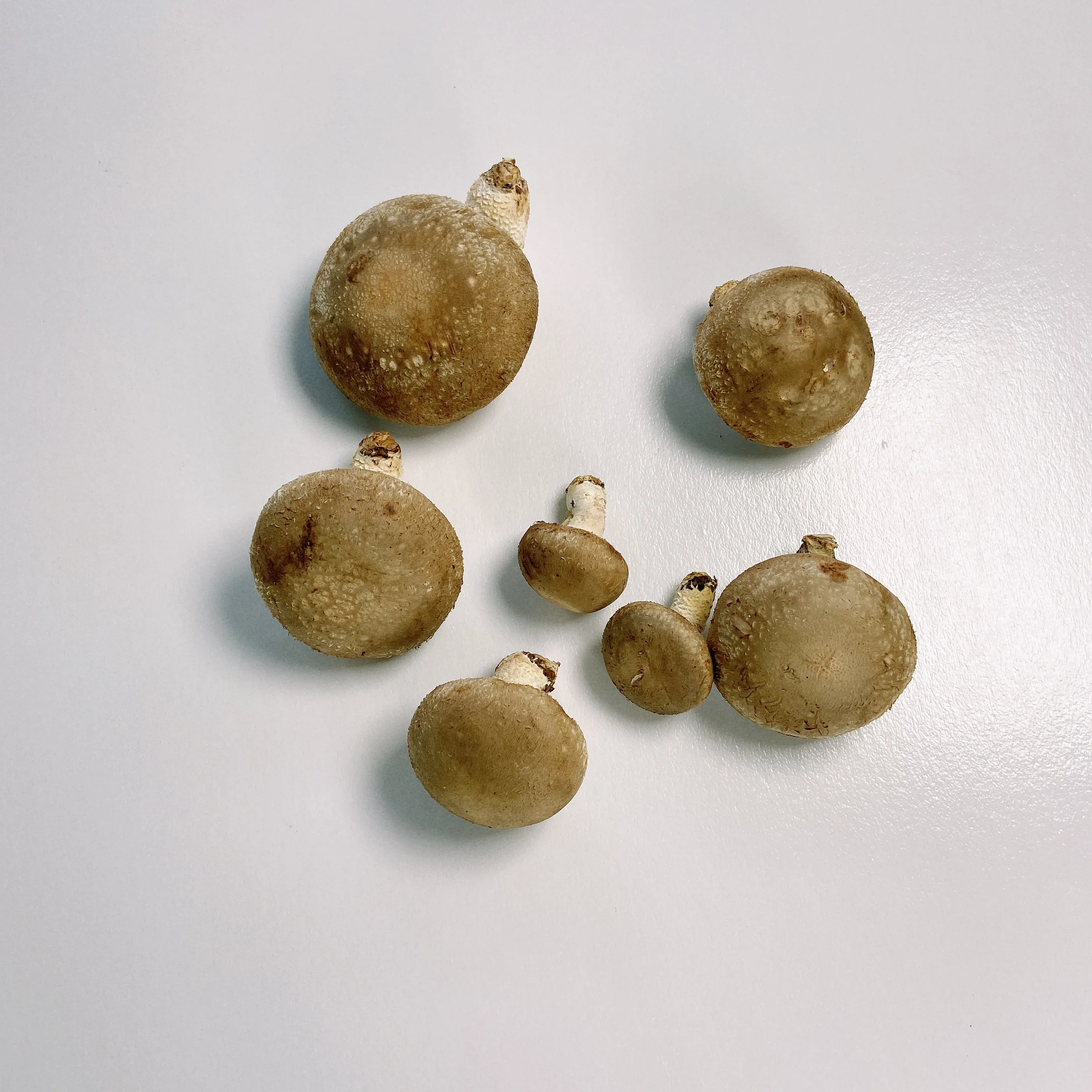 Wholesale Fine Fresh Mini-xl Tender Export Mushrooms Fresh Price