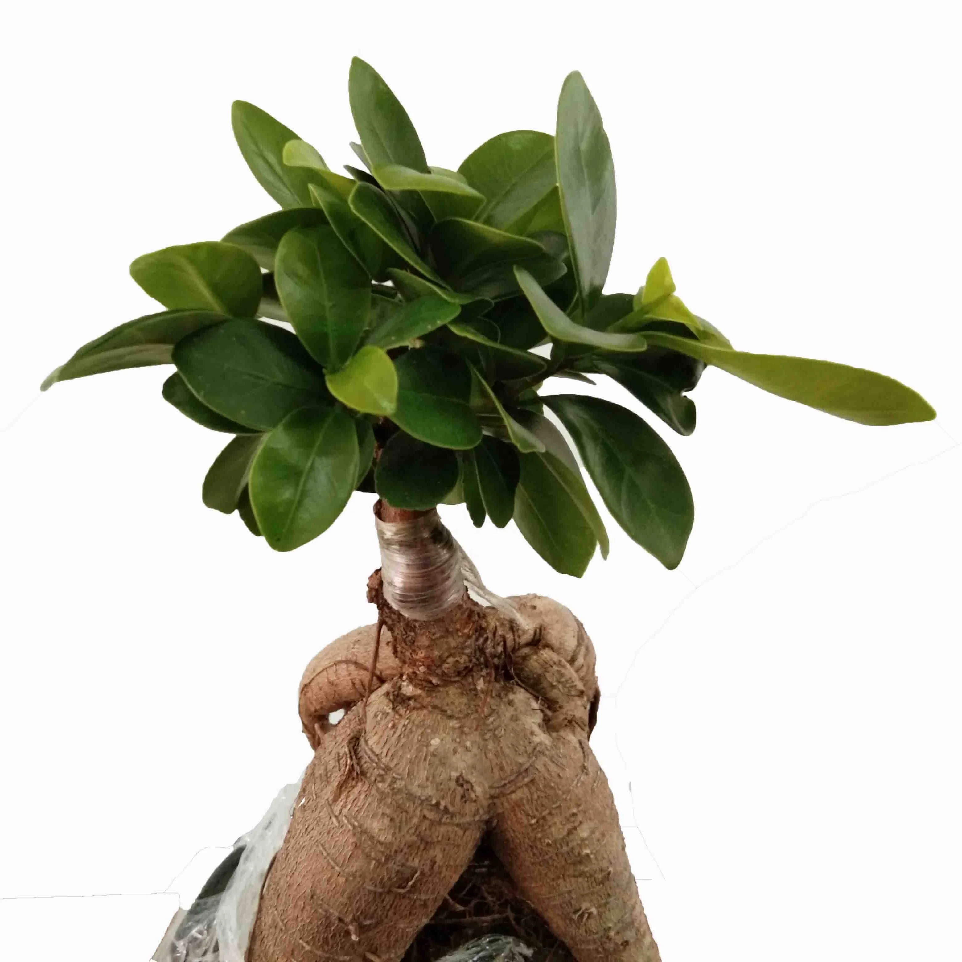 Good Shaped Banyan Bonsai Tree Plant Home Plant Indoor Garden Decoration