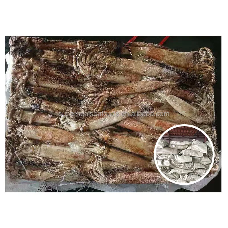 Frozen Squid Food /Japanese Flying Squid