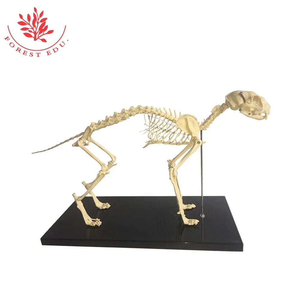 Plastic Cat Animal Skeleton Models