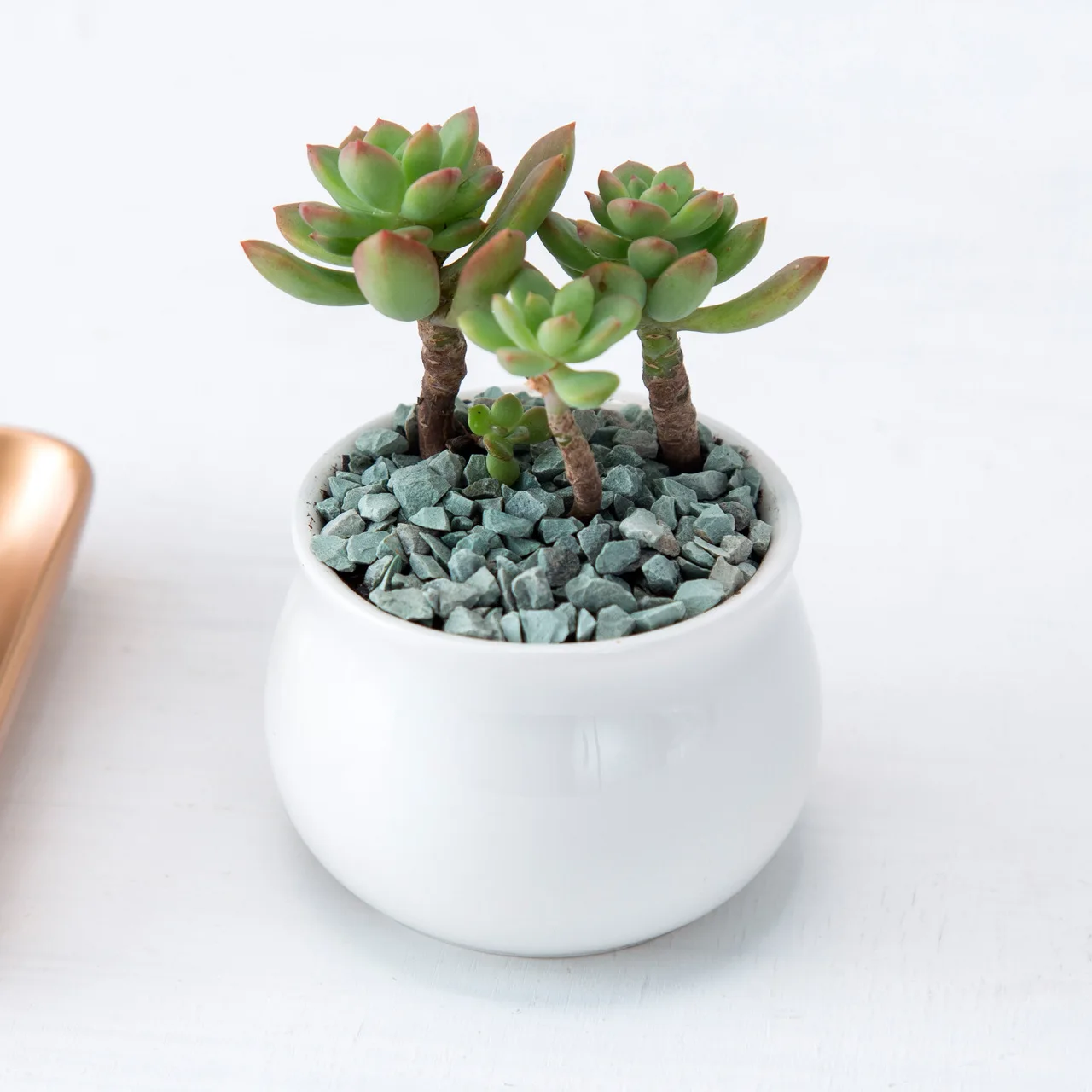 Good Quality White Porcelain Vase With Round Belly Succulent Ceramic Flower pot for Garden Pots & Plasters