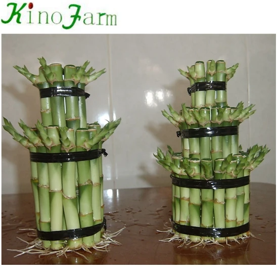 Tower Lucky Bamboo