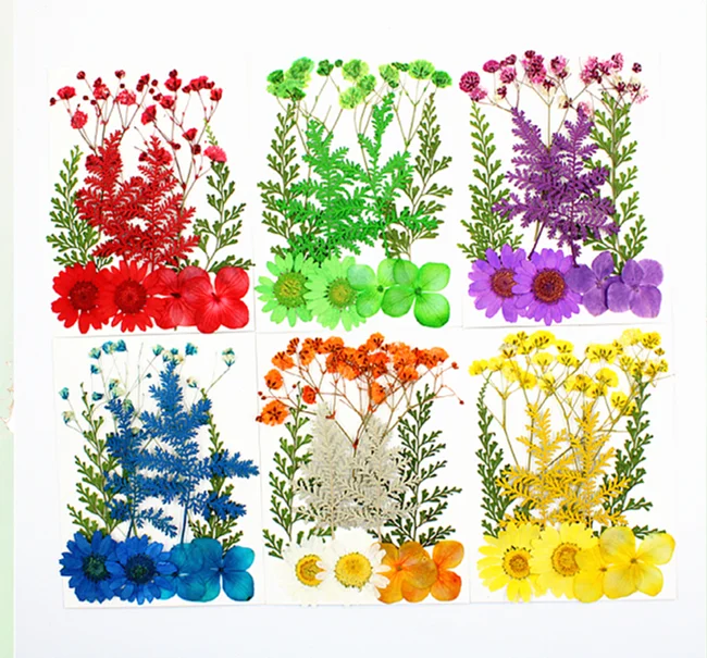 Dry Flower Diy Makeup Nail Phone Case Frame Materials Plant Flower Specimens Real Natural Dried Pressed Flower For Resin