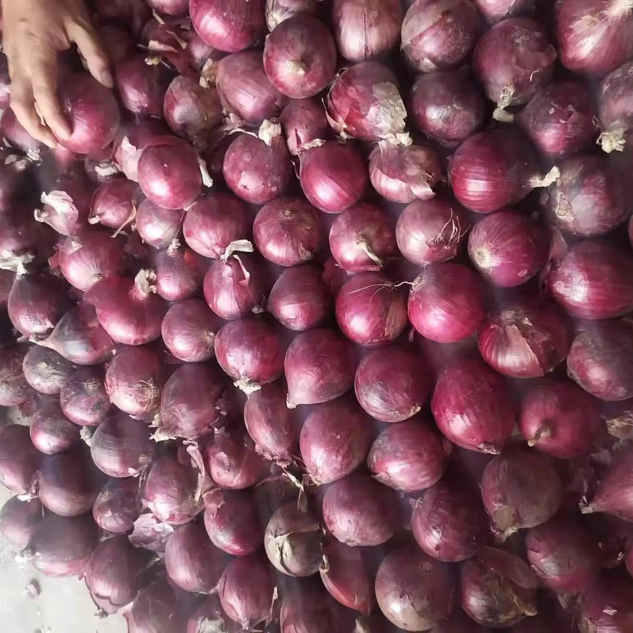 Свежий высококачественный лук поставщиков в Китае красный круглый свежий из наличии год желтый