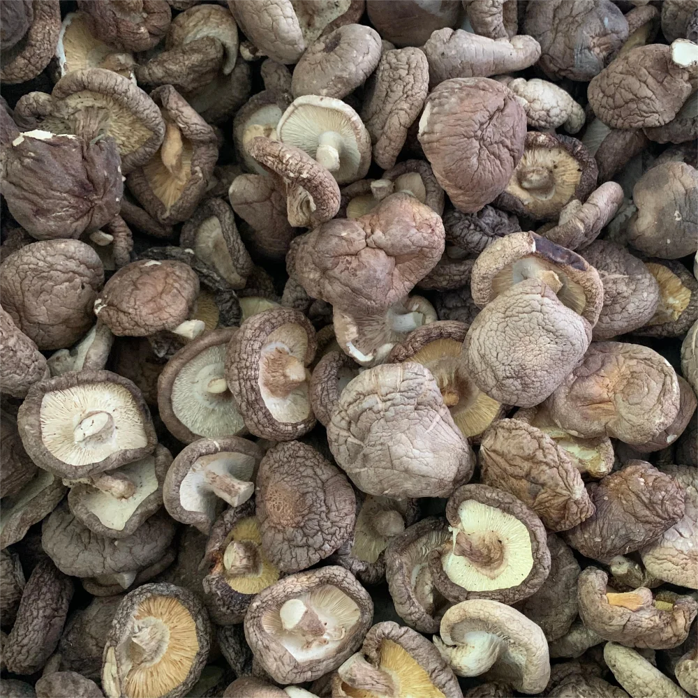 Type AA shiitake mushrooms dried mushroom