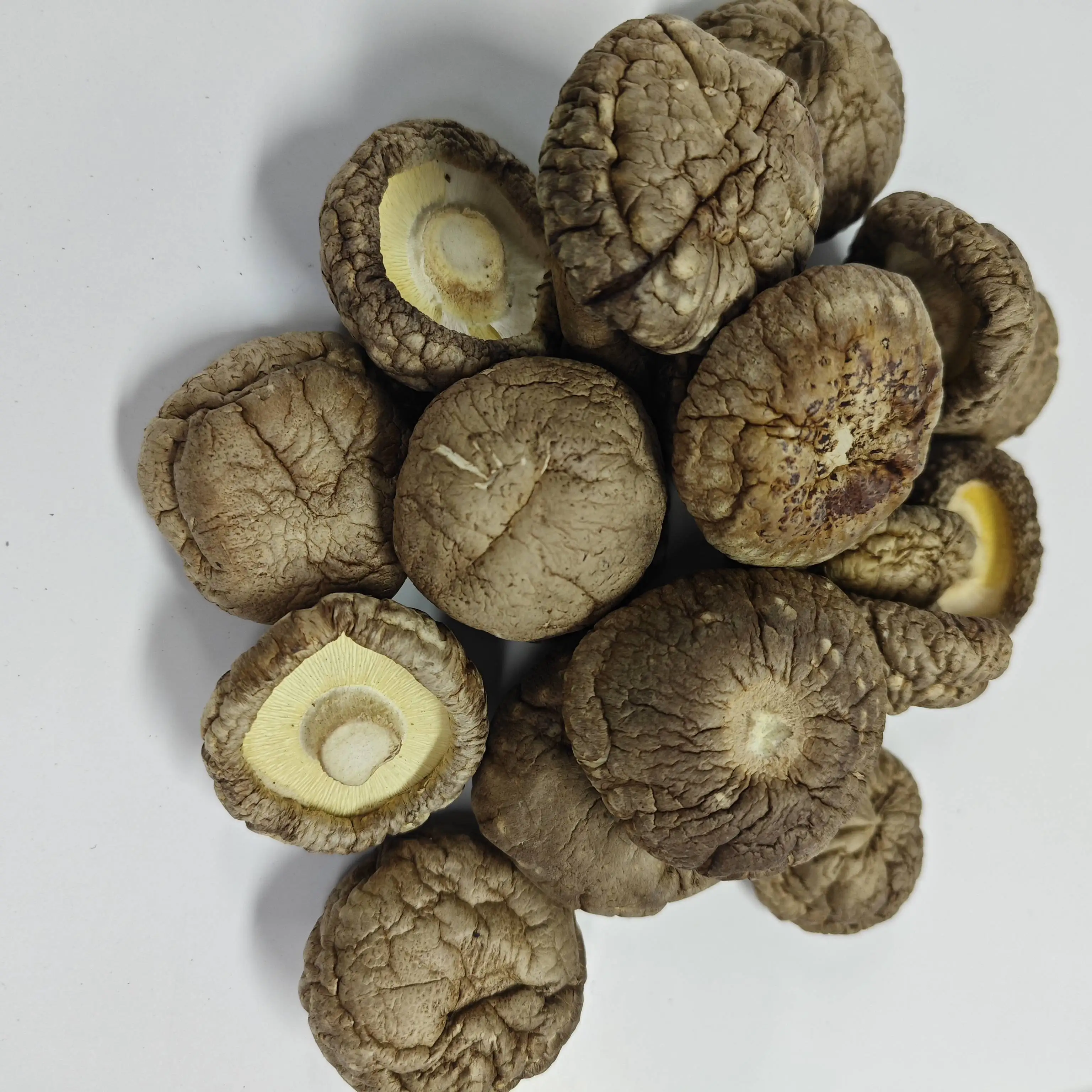 High Quality Dried Shiitake Mushroom Wholesale Price