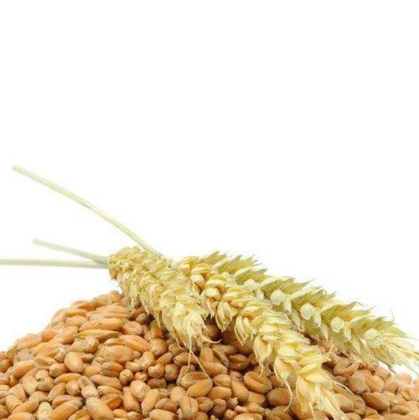 High Quality Wheat With a lot of useful elements  Wheat Grain
