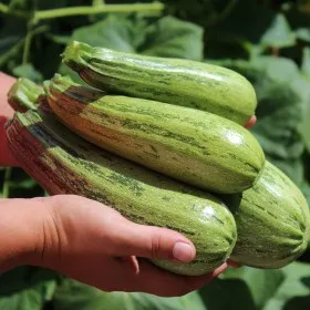Caserta  F1 Hybrid  Green Caserta Type Vegetable Zucchini Squash Seeds