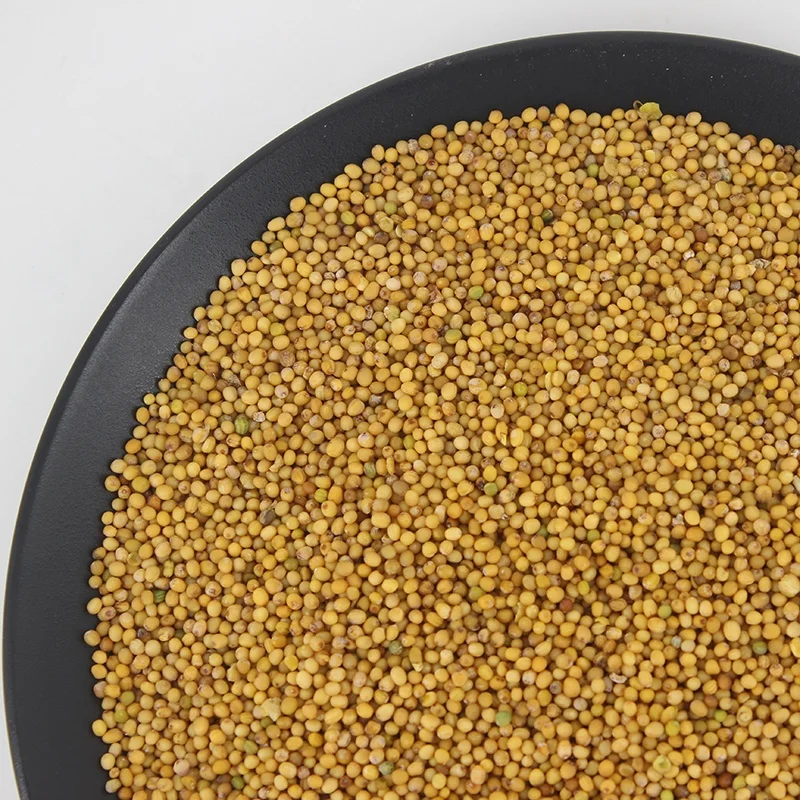 High Quality Dried Pure Yellow Mustard Seed for Sale