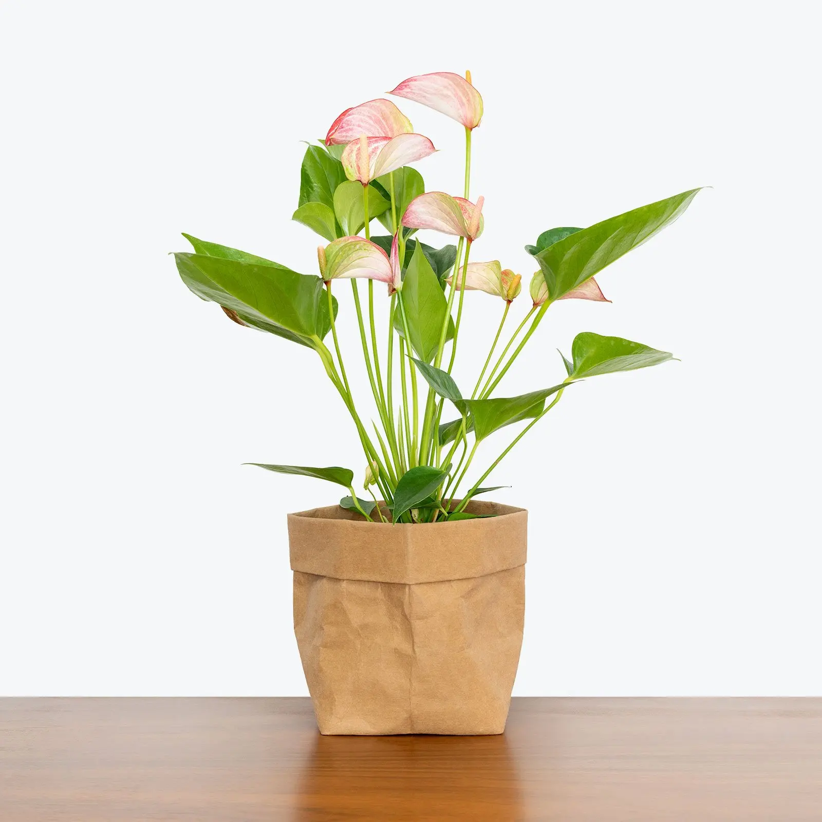 Wholesale tropical live plants Anthurium or the Tail Flower Flamingo Laceleaf for indoor