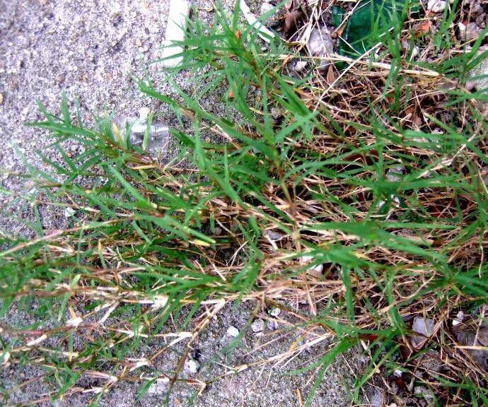 
Suntoday High Quality Natural Grass and Grass Grassgrass Seeds1kg/bag 