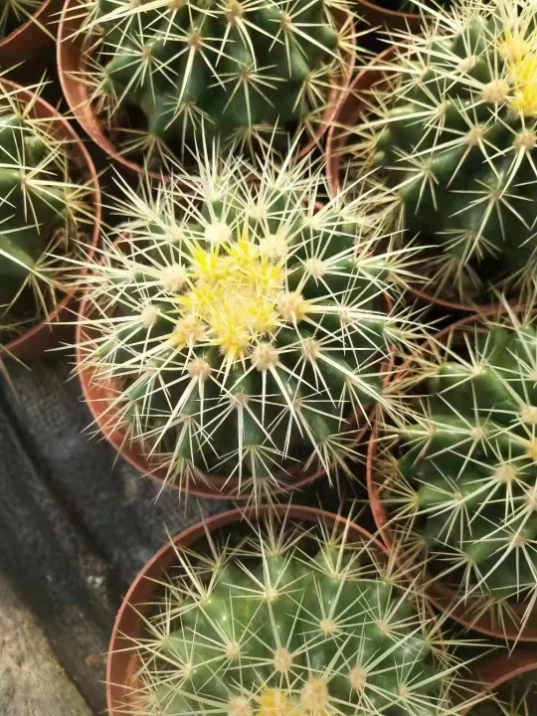 Маленький размер 7-8 см золотистый корпус echinocктус grusonii, кактус с золотистым шариком в наличии