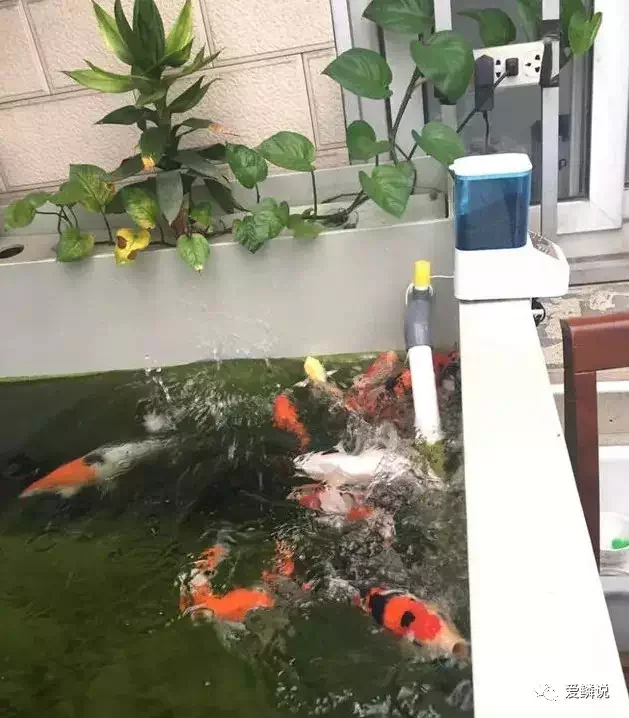 High performance timed feeder  latest wholesale automatic timed fish feeders