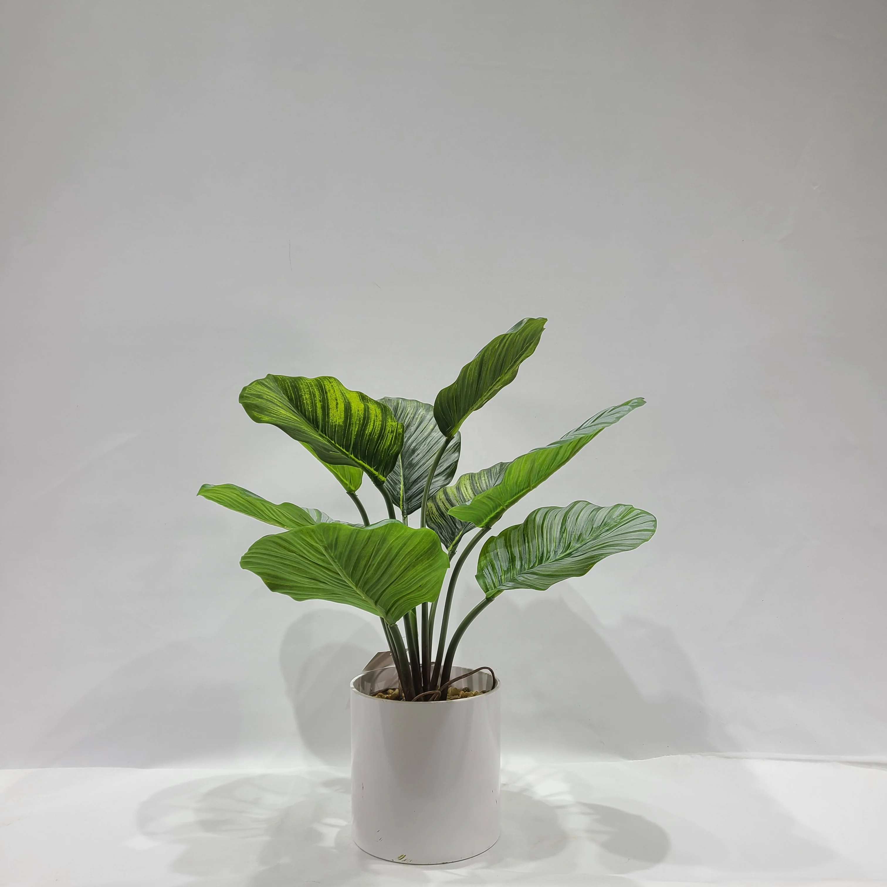 
Potted Chinese cabbage leaves 