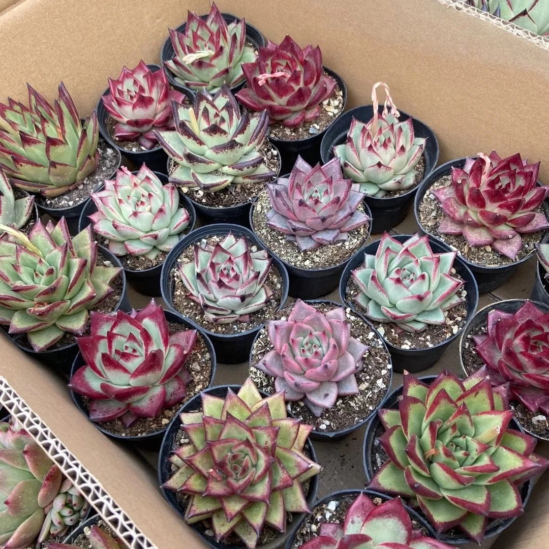 Top sale Mixed Succulent box natural plant succulent pot Korea Succulent pot plants Echeveria agavoides