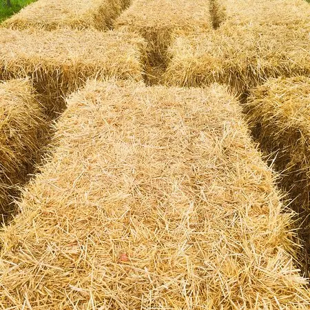 
WHEAT STRAW HAY , LONG STRAW HAY, Wheat Hay 