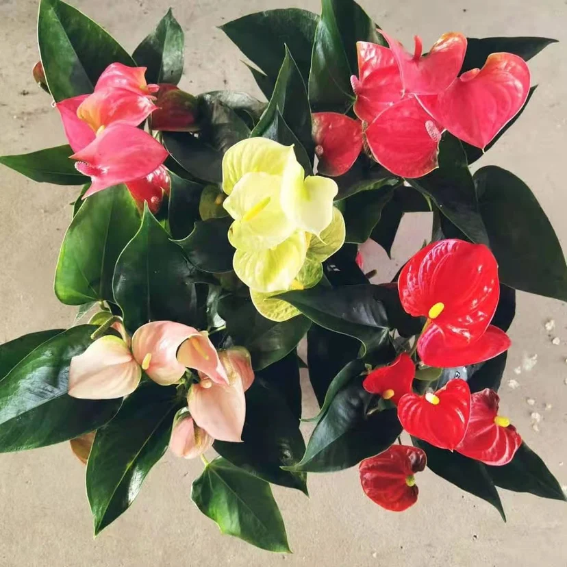 2021 Фошань ферма поставка Горячая Распродажа живое растение смешанный антуриум андроанум бонсай для детской