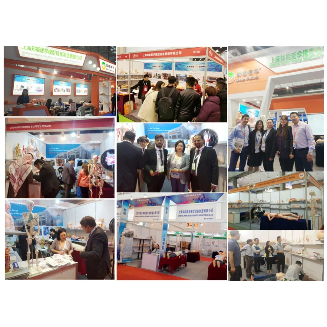 ADA-CLB130 PVC Manikin Medical Science Lymph Node Puncture Training and Assessment Model for Schools