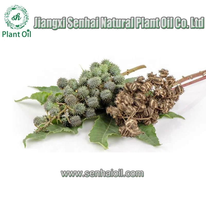 China Best Manufacturer Castor Oil Manufacturers Supply Best Castor Seed Price Black Castor Oil