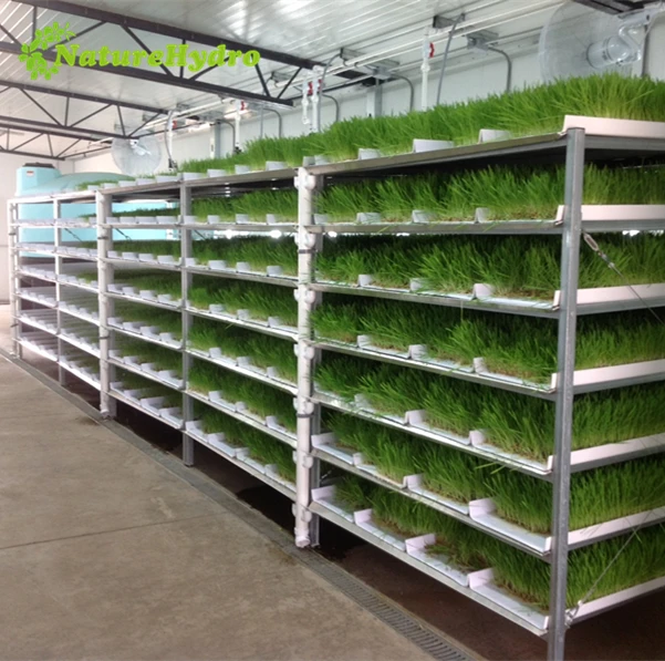 Large Commercial Hydroponic Fodder
