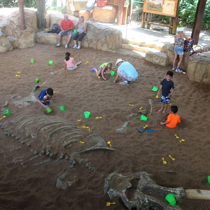 theme park dinosaur skeleton excavation kit