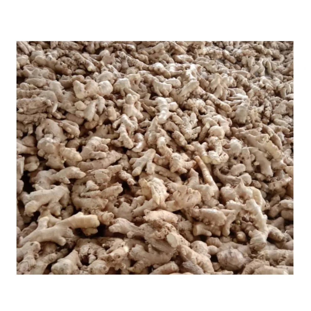 Export Available In Ready Stock Of Vegetables Hot Spices Fresh Ginger