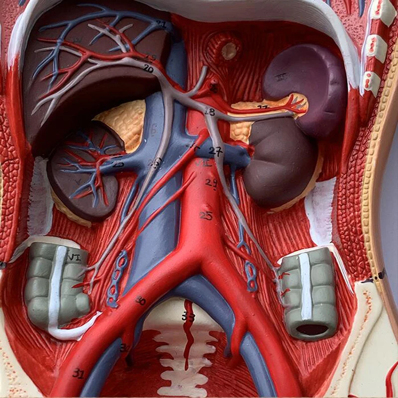 Medical Anatomy Model Plastic Simulation Human Blood Circulatory System Model