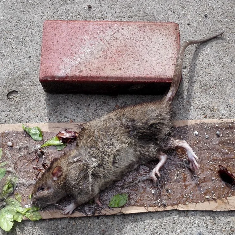 killing rats glue for mouse glue boards Mice Trap Sticky Glue hot melt adhesive