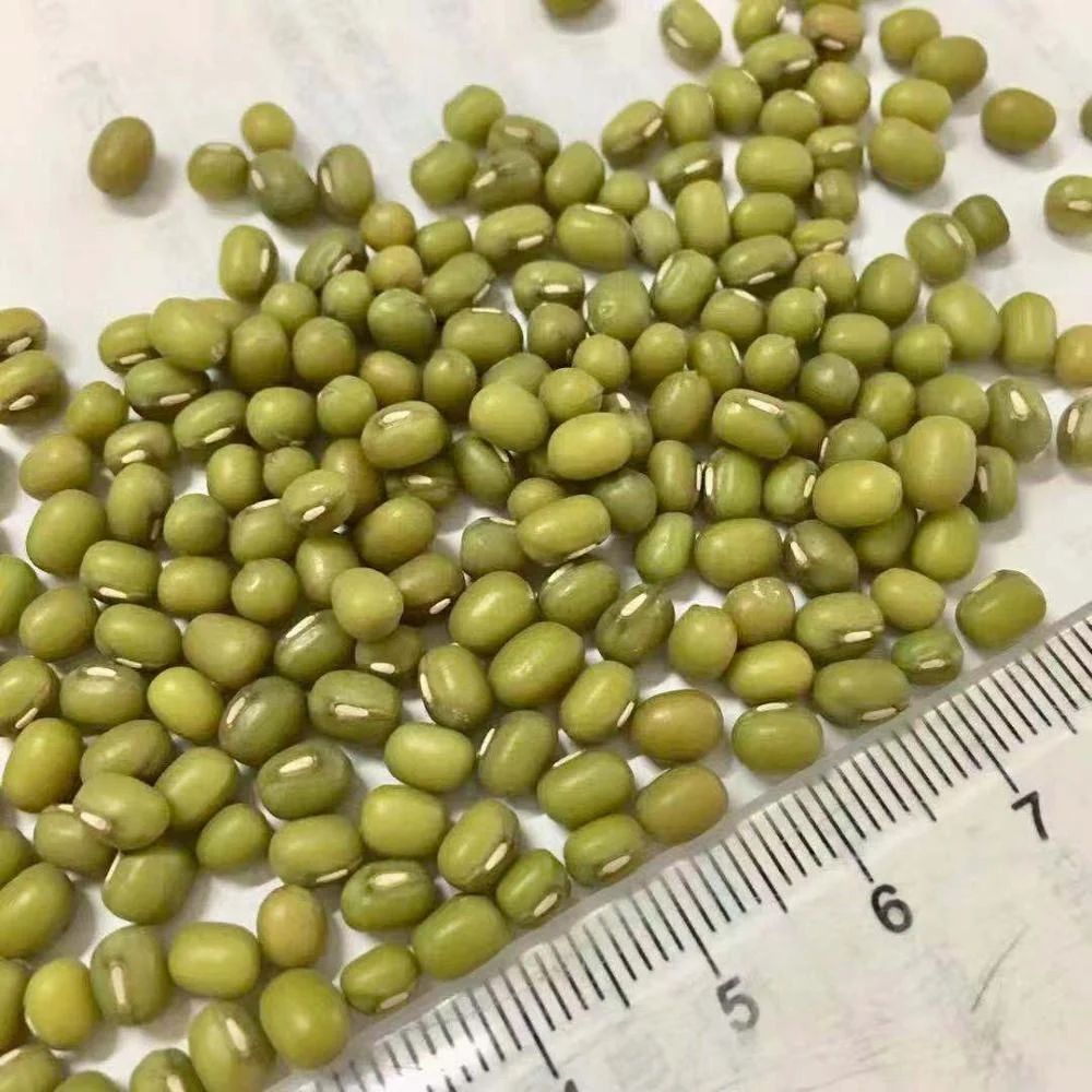 
Bulk Wholesale Green Mung Bean Seed 