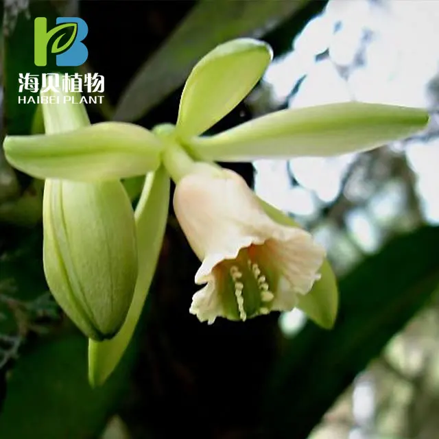 
Natural Vanillin Crystals;Vanilla;Vanillin natural 121-33-5 