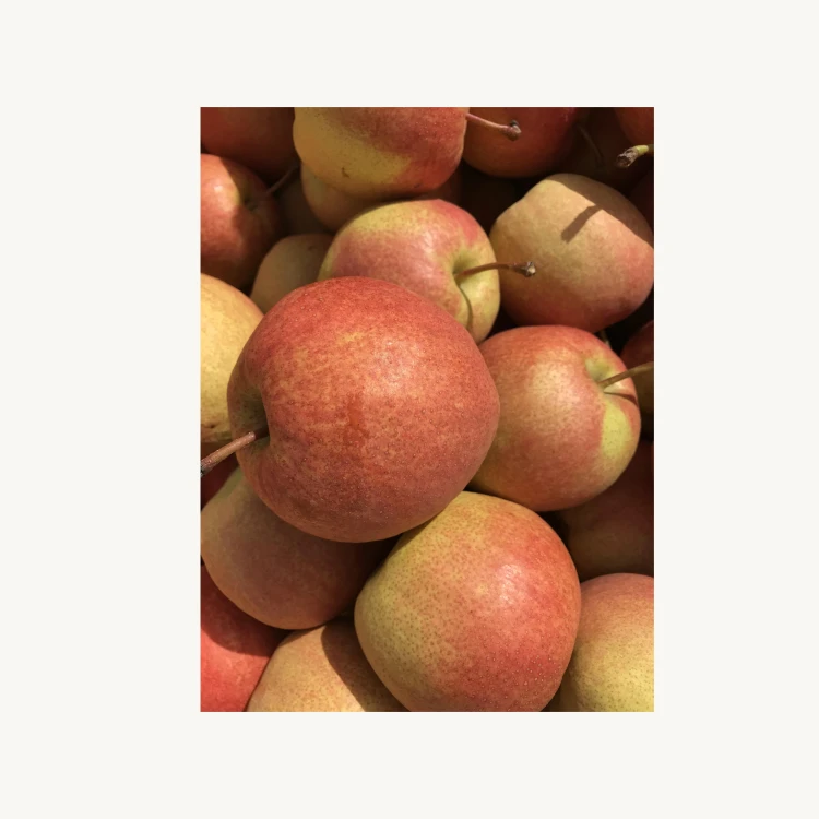 
Wholesale high - quality non - pesticide new red xiao pear 