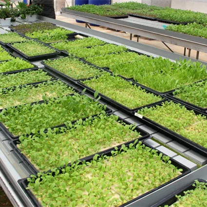 China factory strawberry seedling starting trays seedling tray kit