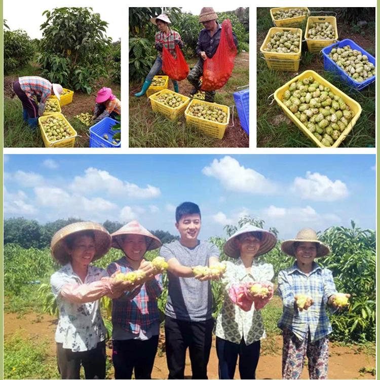 China supplier export bulk wholesale health detox dried fruit for tea