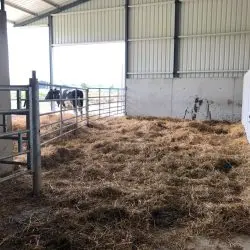 Cattle Barn Steel Structure For Livestock Farming House Prefabricated Cow Shed