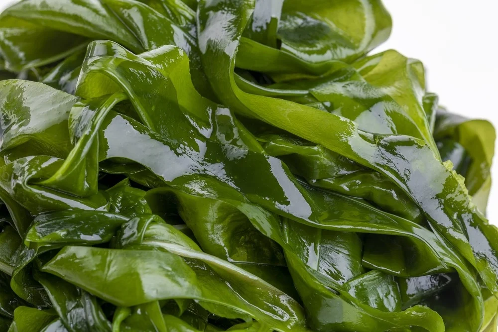 New salted wakame/fresh seaweed wakame for