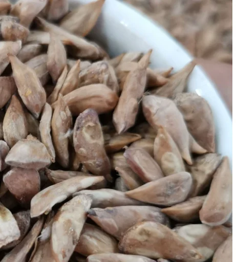 Natural dried clean mature cedrus deodara seeds for planting