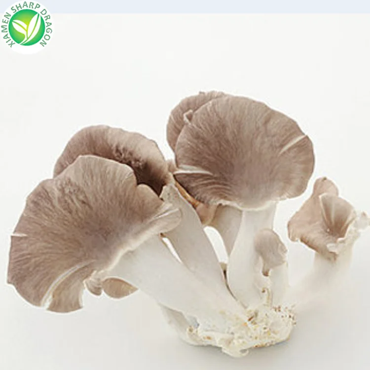 Frozen IQF White Pearl Grey brown phoenix Oyster logs Fungi P Pleurotus Ostreatus Mushroom Sliced Winter elm Cultivating Freeze