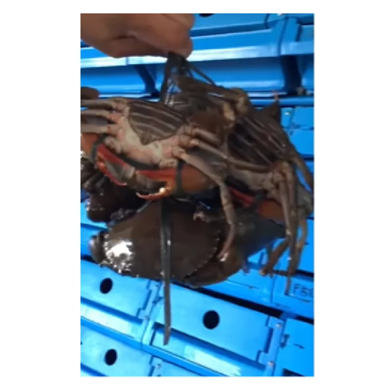Soft shell crab soft shell crab farm crab farm