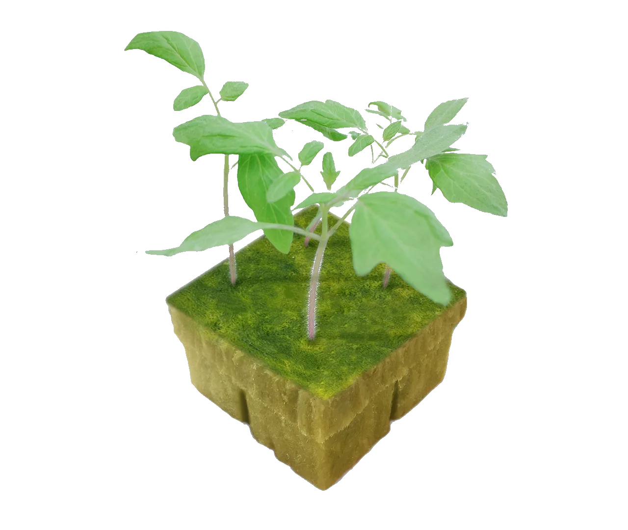 Upper гидропонный клон коробка гидропонная каменная вата стартер кубики для
