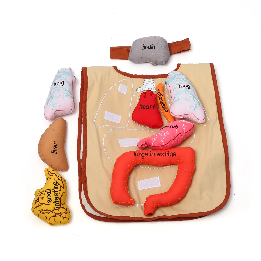 High quality baby english learning toys for leader joy montessori  body organ display apron