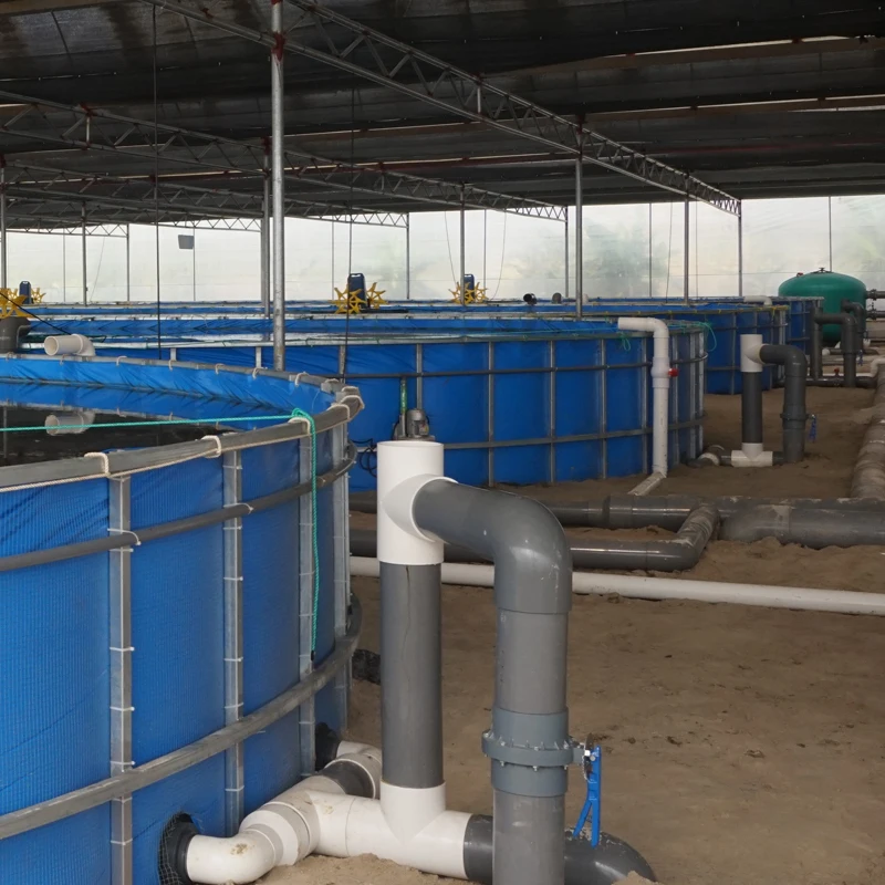 Indoor 300m3 Sea-bass Pisculture fish farming for koi fish and Recirculating Aquaculture System Price