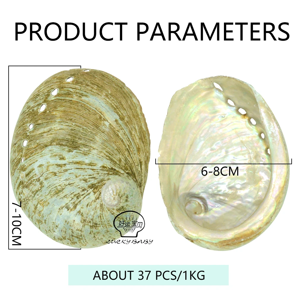Wholesale Natural Raw Green Abalone Shell Smudging With Stand