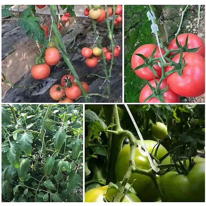 J Shaped Fruit Cherry Tomato Ear Hook Garden Vegetable Plant Grape Support Vines Fastener Clips Trellis Fixed Buckle Hook